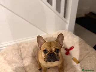 French Bulldog dogs 🎀Bonnie🎀 - Advert 5