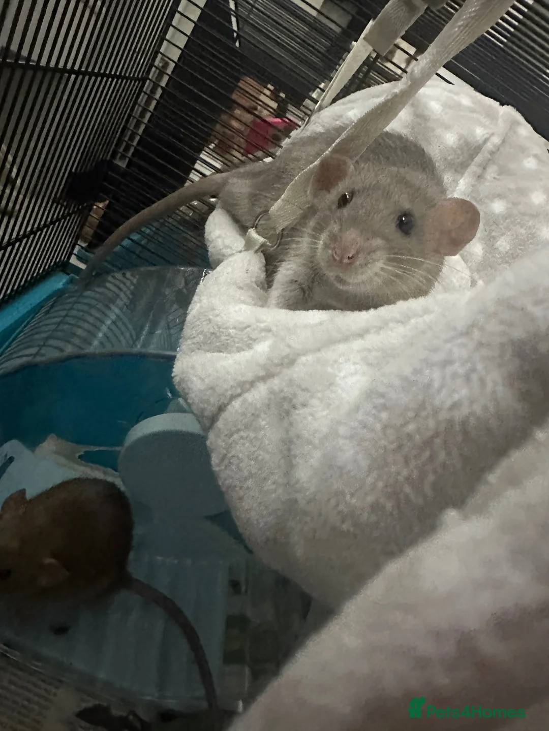 Rat rodents for sale: Male dumbo rats  in Reading - Advert 2