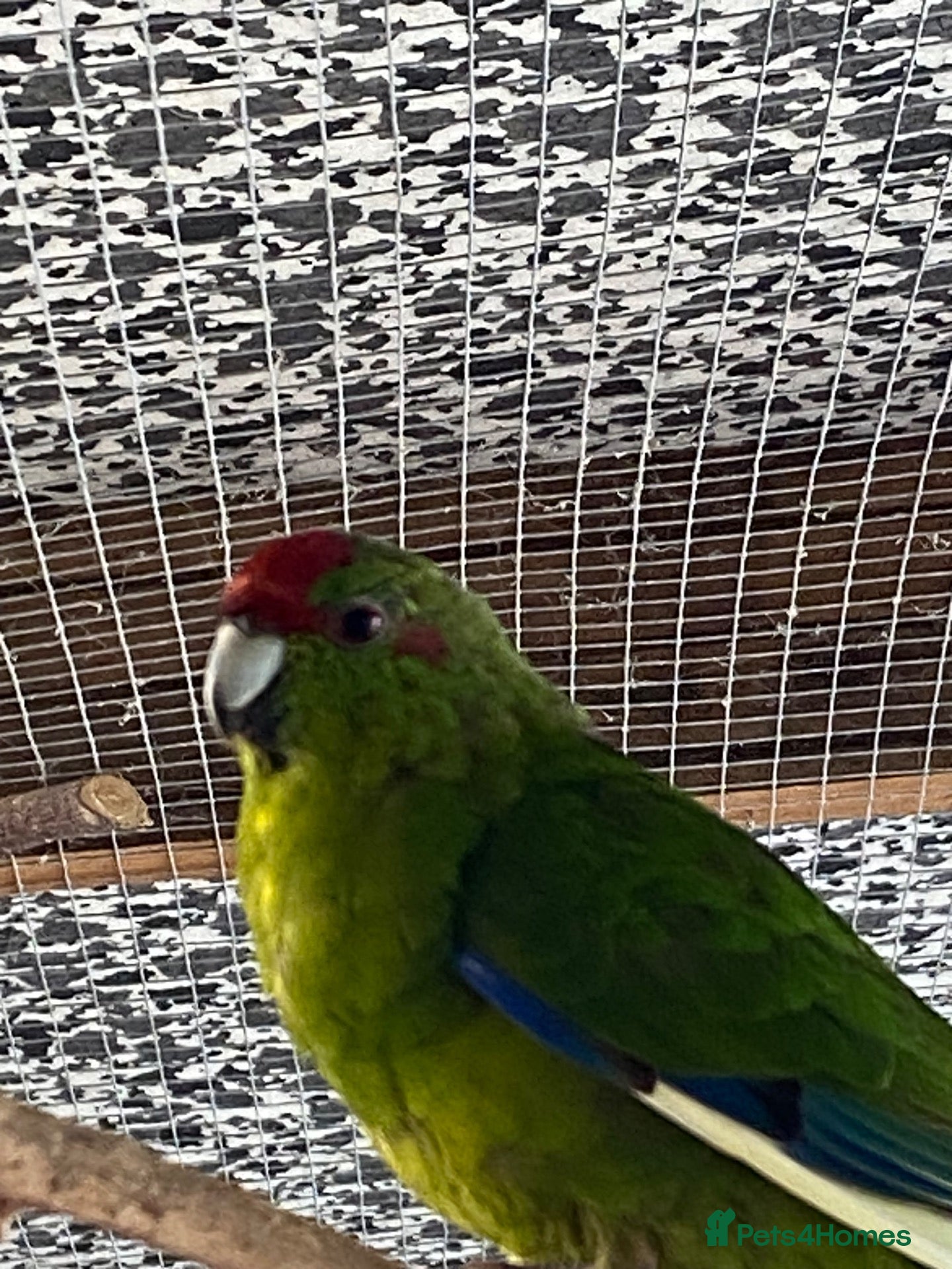 Parakeets birds Kakarki not sexed - Advert 4
