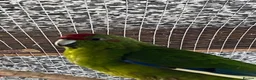 Parakeets birds for sale: Kakarki not sexed - Advert 1