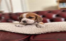 Beagle dogs for sale: Beagle Puppies - Image 10