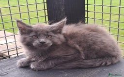 Maine Coon cats for sale: Maine Coon Kittens - Image 4