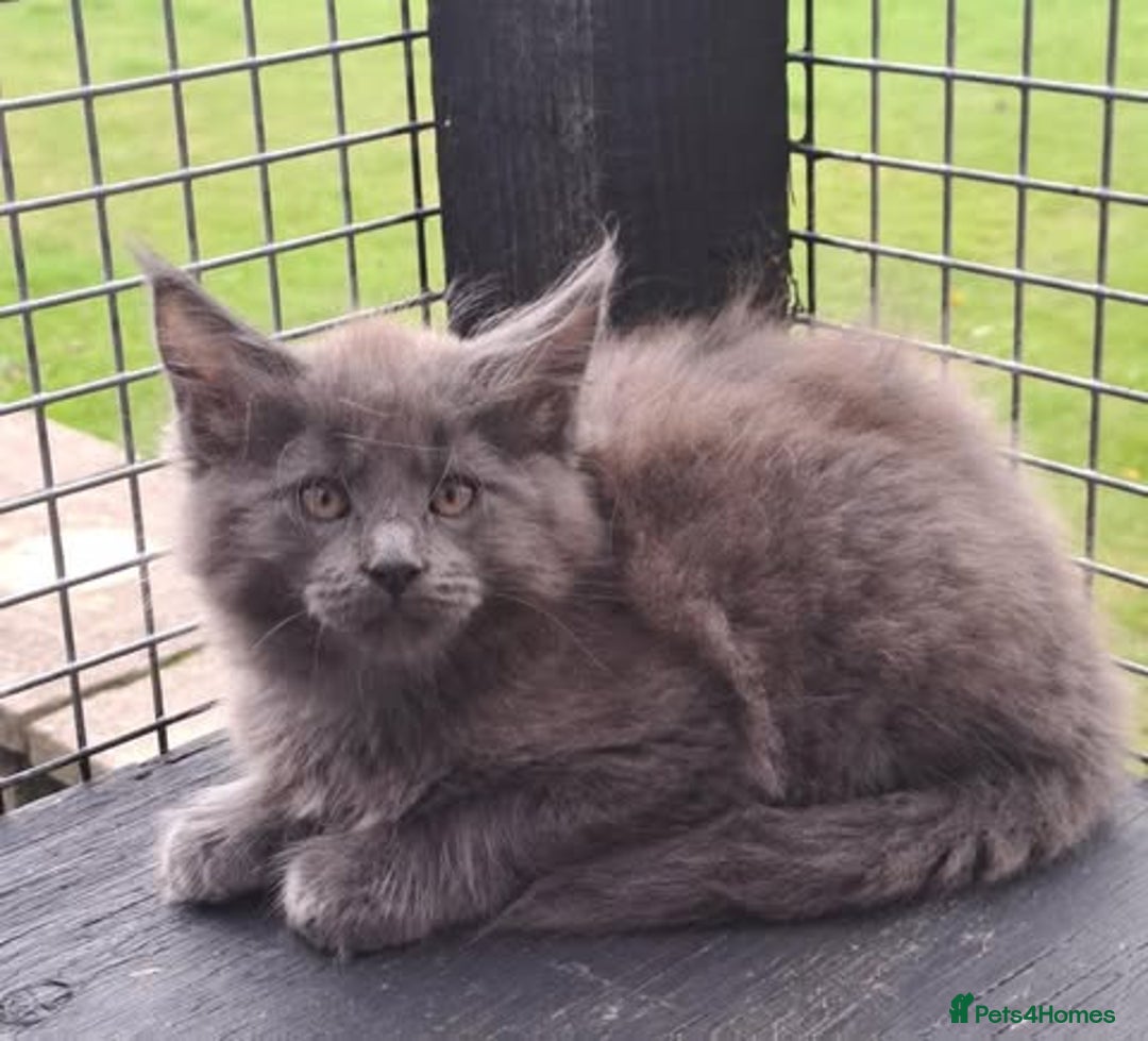 Maine Coon cats for sale: Maine Coon Kittens - Image 4