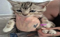 Mixed Breed cats for sale: Mixed bengal kittens  - Image 16