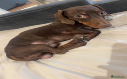 Dachshund dogs for sale: Dahschund - Image 4