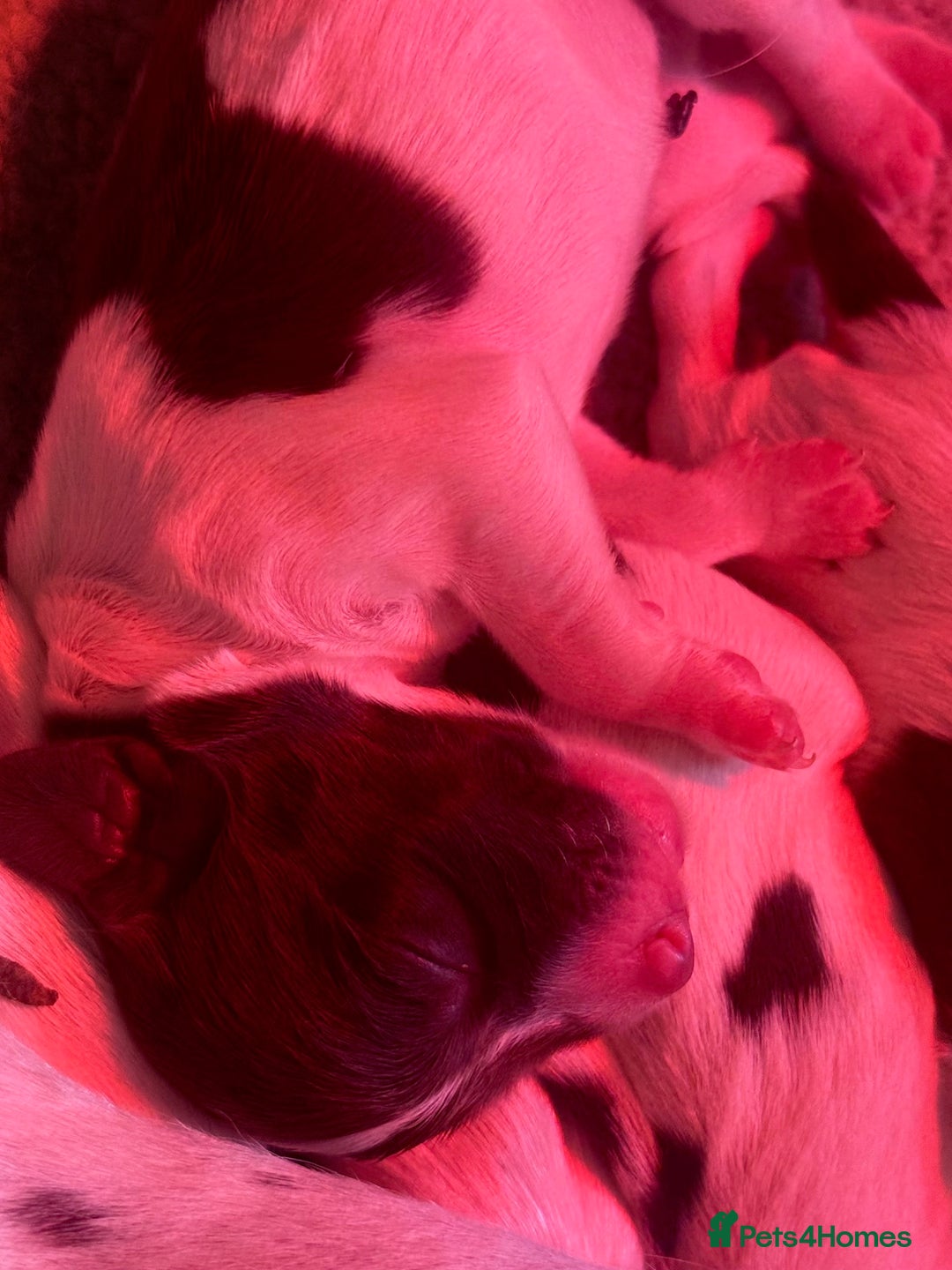 English Springer Spaniel dogs for sale: Springer Spaniel puppies - top pedigree - Image 8