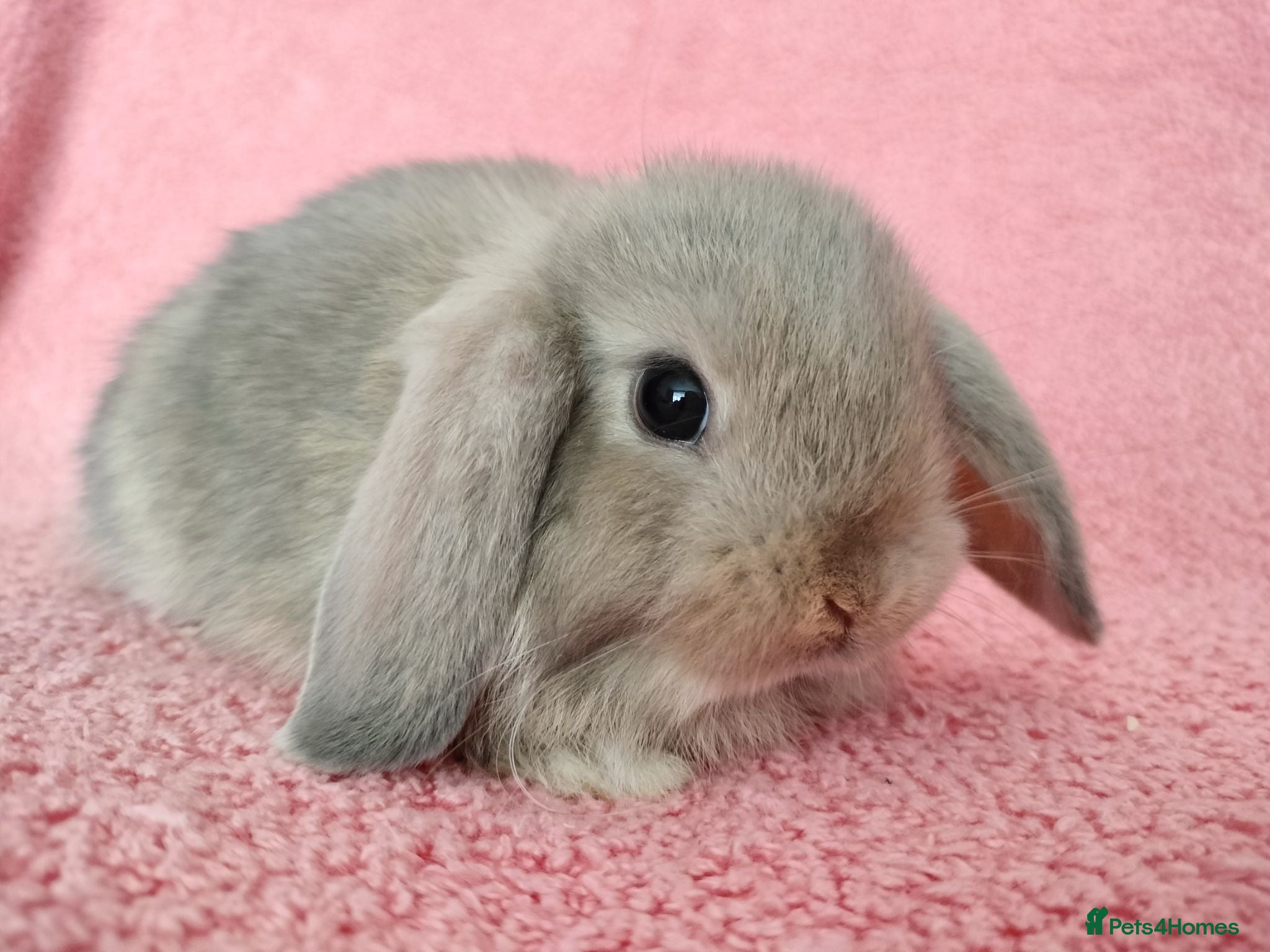 Mini Lop rabbits Baby mini lop rabbits for sale  - Advert 17