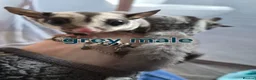 Sugar Glider rodents for sale: Sugar glider joeys ready to reserve  - Advert 2