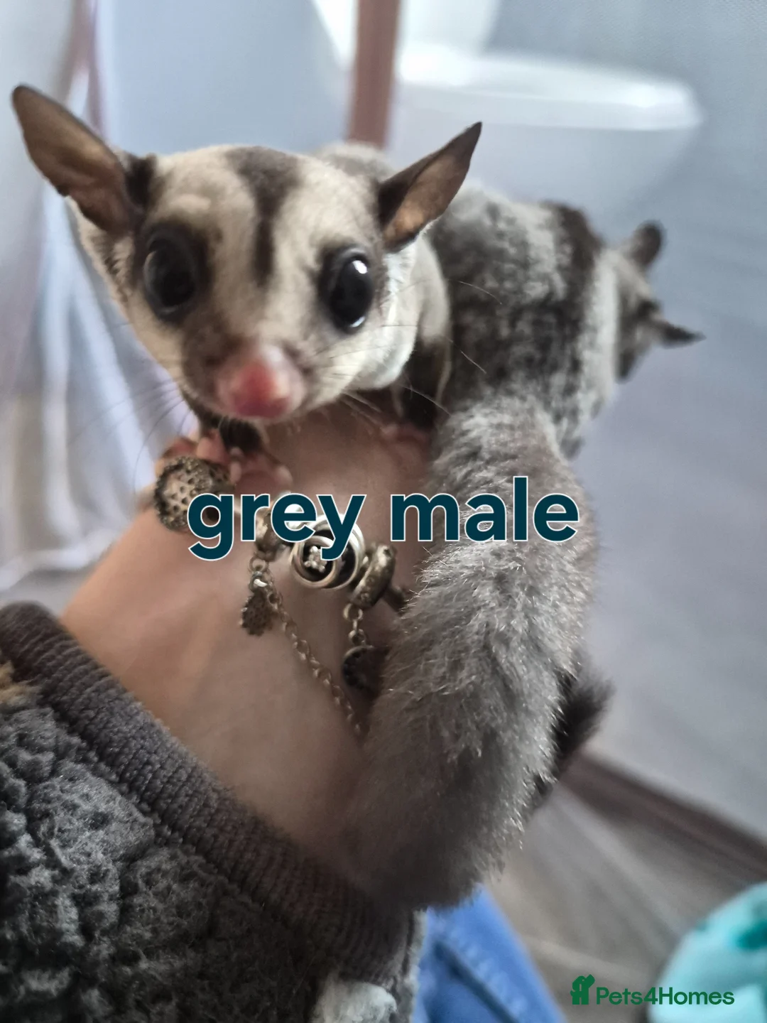 Sugar Glider rodents for sale: Sugar glider joeys ready to reserve  - Advert 2