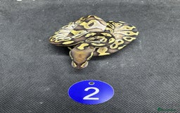 Python Snake reptiles for sale: Royal pythons from £60 - Image 2