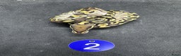 Python Snake reptiles for sale: Royal pythons from £60 - Advert 3