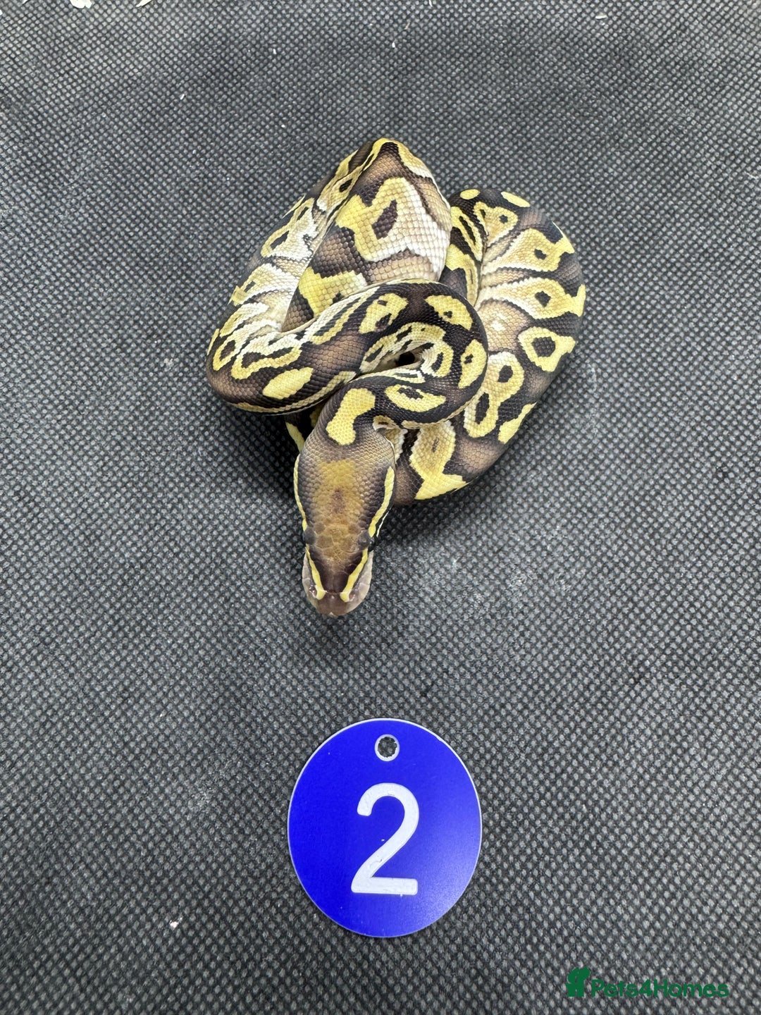 Python Snake reptiles for sale: Royal pythons from £60 - Image 2