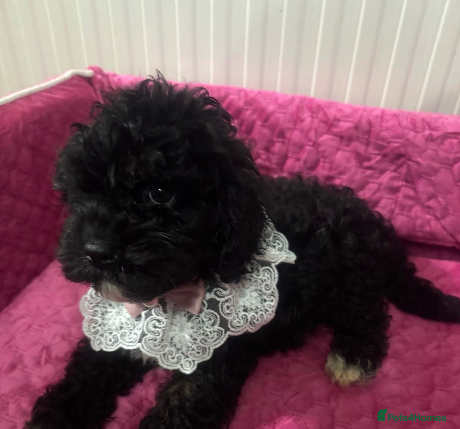 Cavapoo dogs Ready now, health tested F1 Cavapoos  - Advert 2