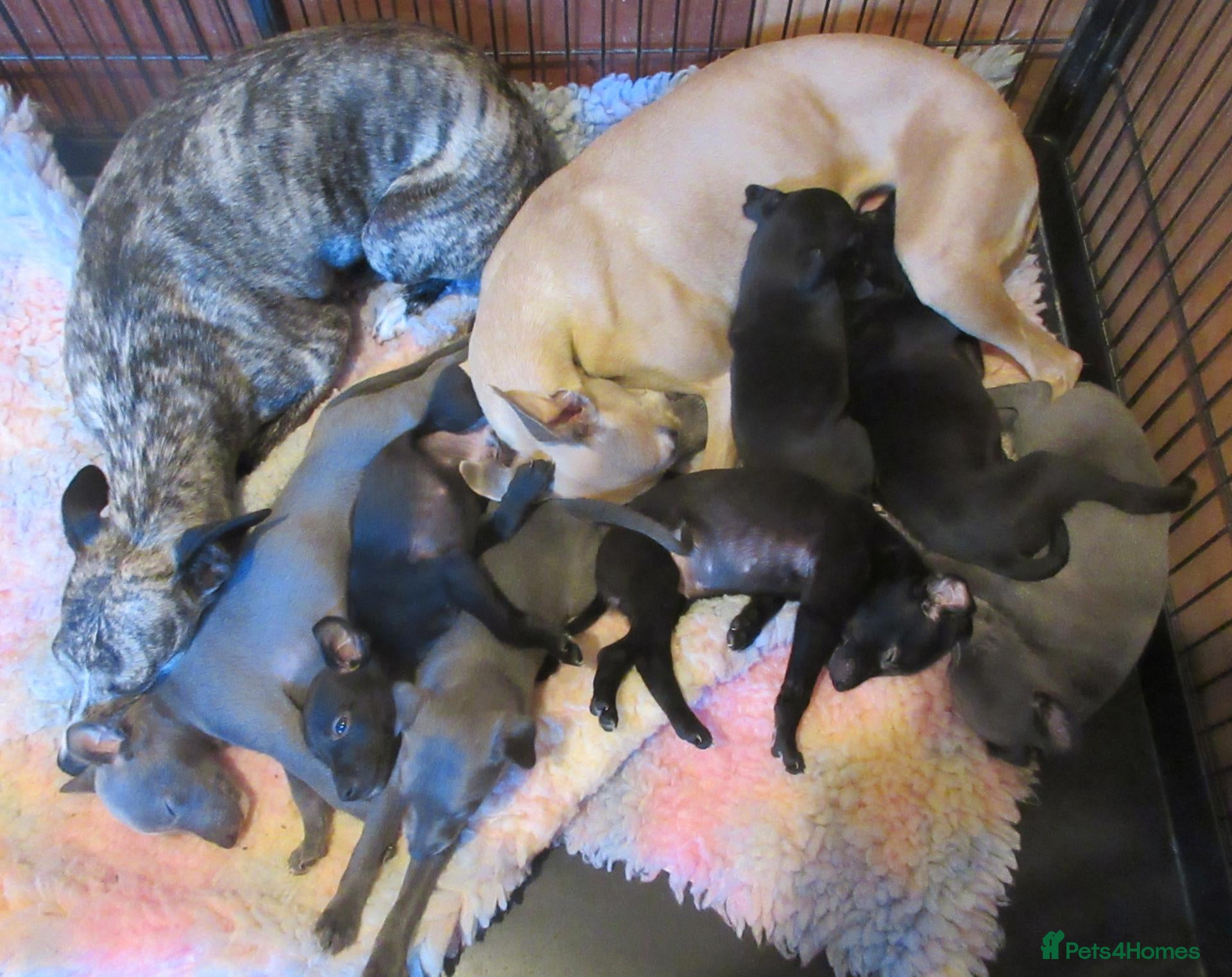 Whippet dogs Celticmoon KC Whippet Puppies - Advert 2