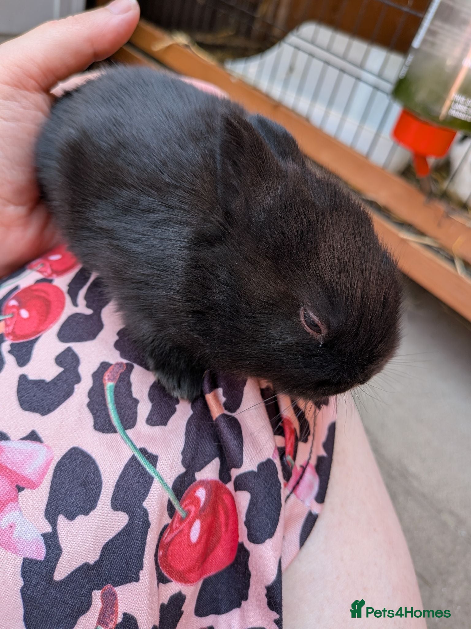 Netherland Dwarf rabbits Black Netherland dwarf mix rex  - Advert 9