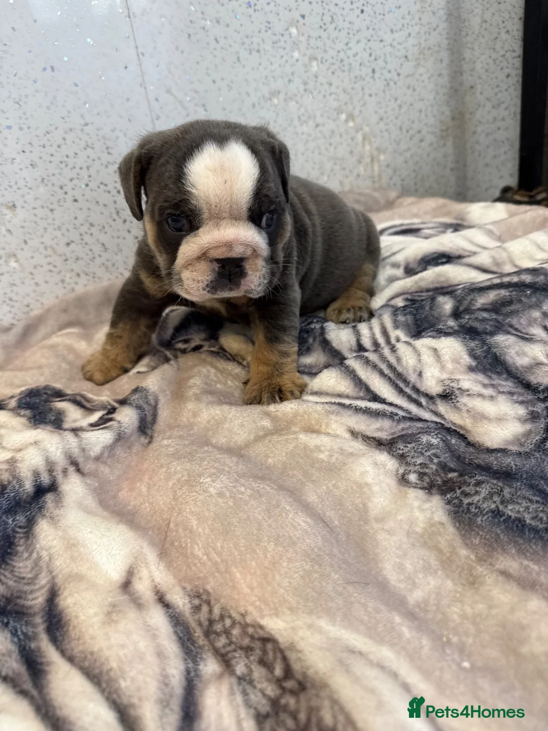 English Bulldog dogs for sale: English bulldog puppies  - Advert 2