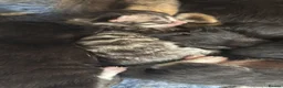 Mixed Breed cats for sale: Fluffy kittens in Chesterfield - Advert 13
