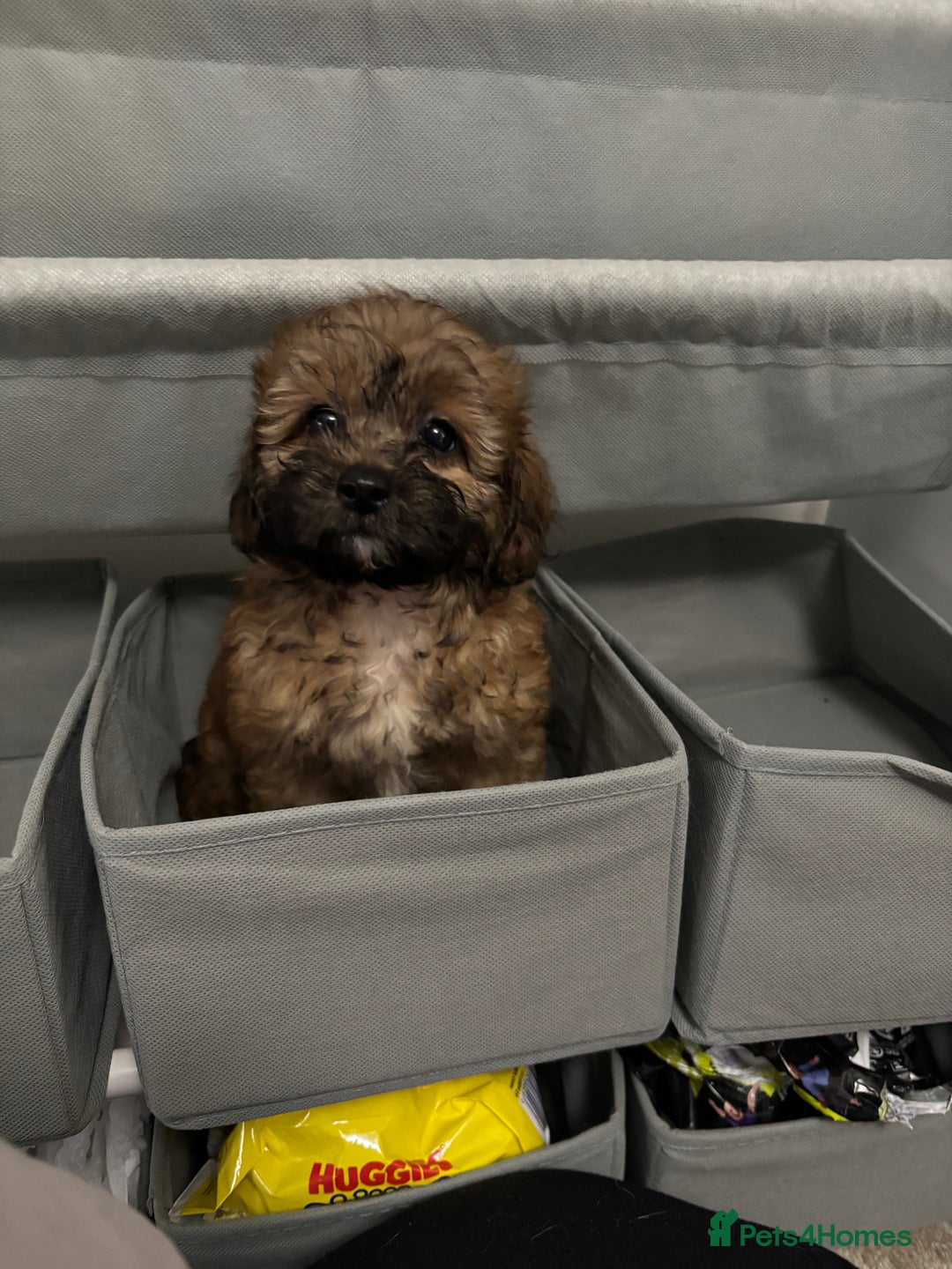 Shihpoo dogs for sale: 5 month old Rosie  - Image 4