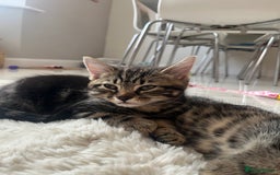 Mixed Breed cats for sale: 5 Adorable Mixed Breed Kittens - Image 34