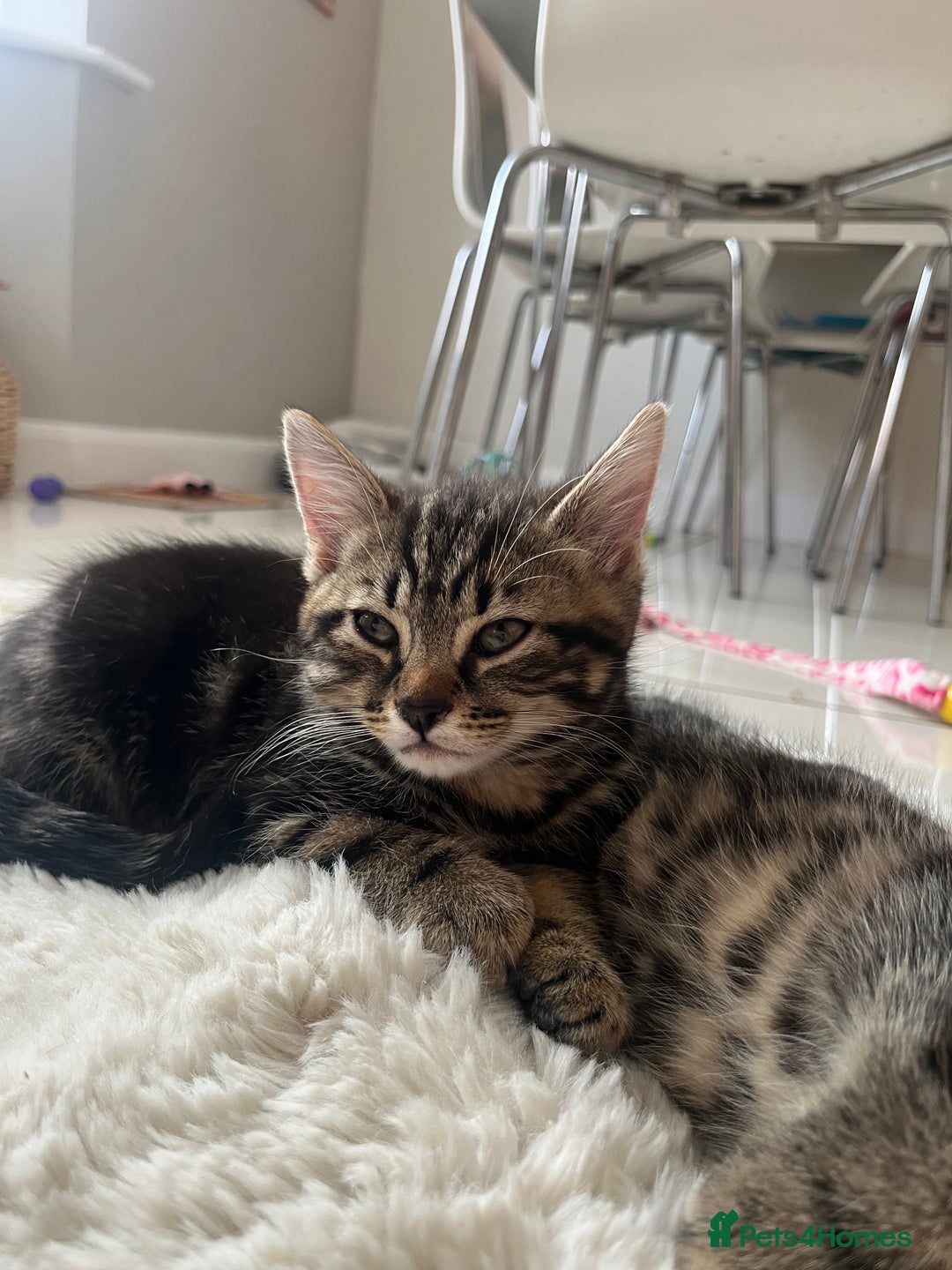 Mixed Breed cats for sale: 5 Adorable Mixed Breed Kittens - Image 34