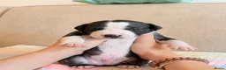 Staffordshire Bull Terrier dogs for sale: Gorgeous staffordshire bull terrier puppies - Advert 23