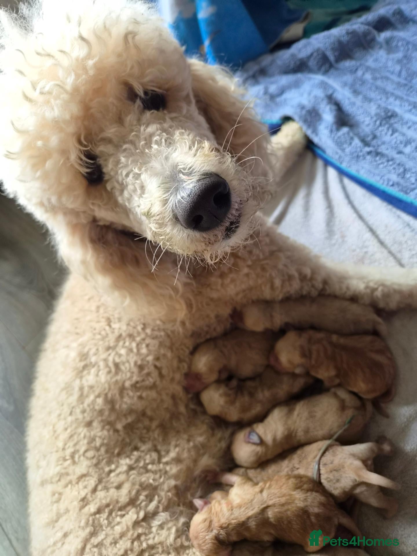 Labradoodle dogs for sale: LABRADOODLE PUPPIES FOR SALE  - Advert 1