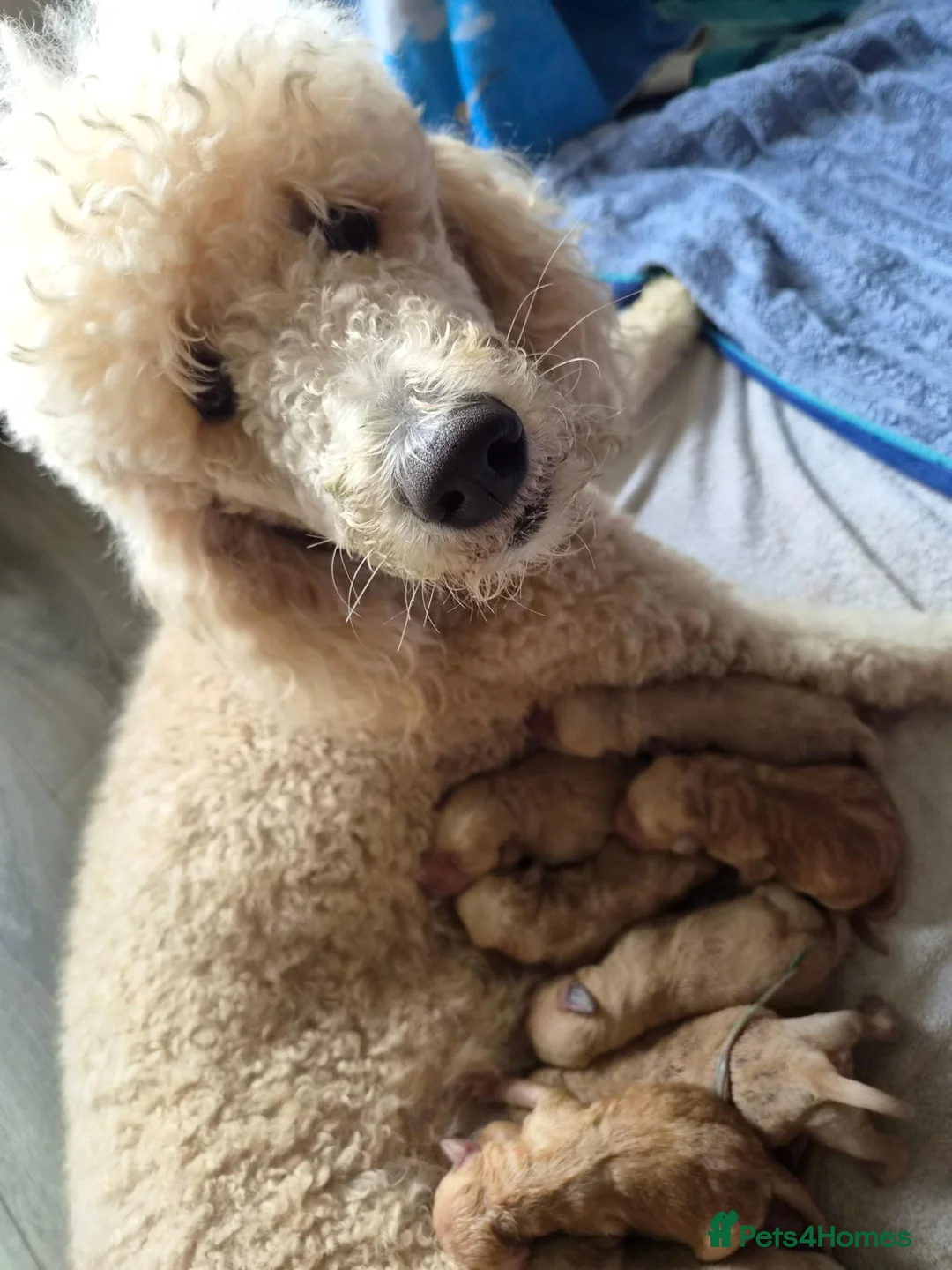 Labradoodle dogs for sale: LABRADOODLE PUPPIES FOR SALE  in Leigh - Advert 1