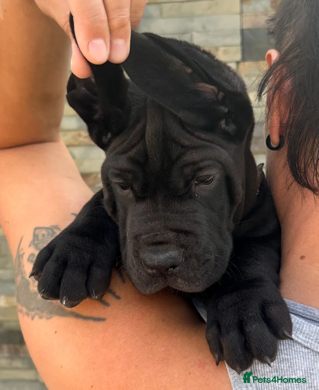 Great Dane dogs for stud: Interchampion and champion Proven for stud in Wakefield - Advert 12