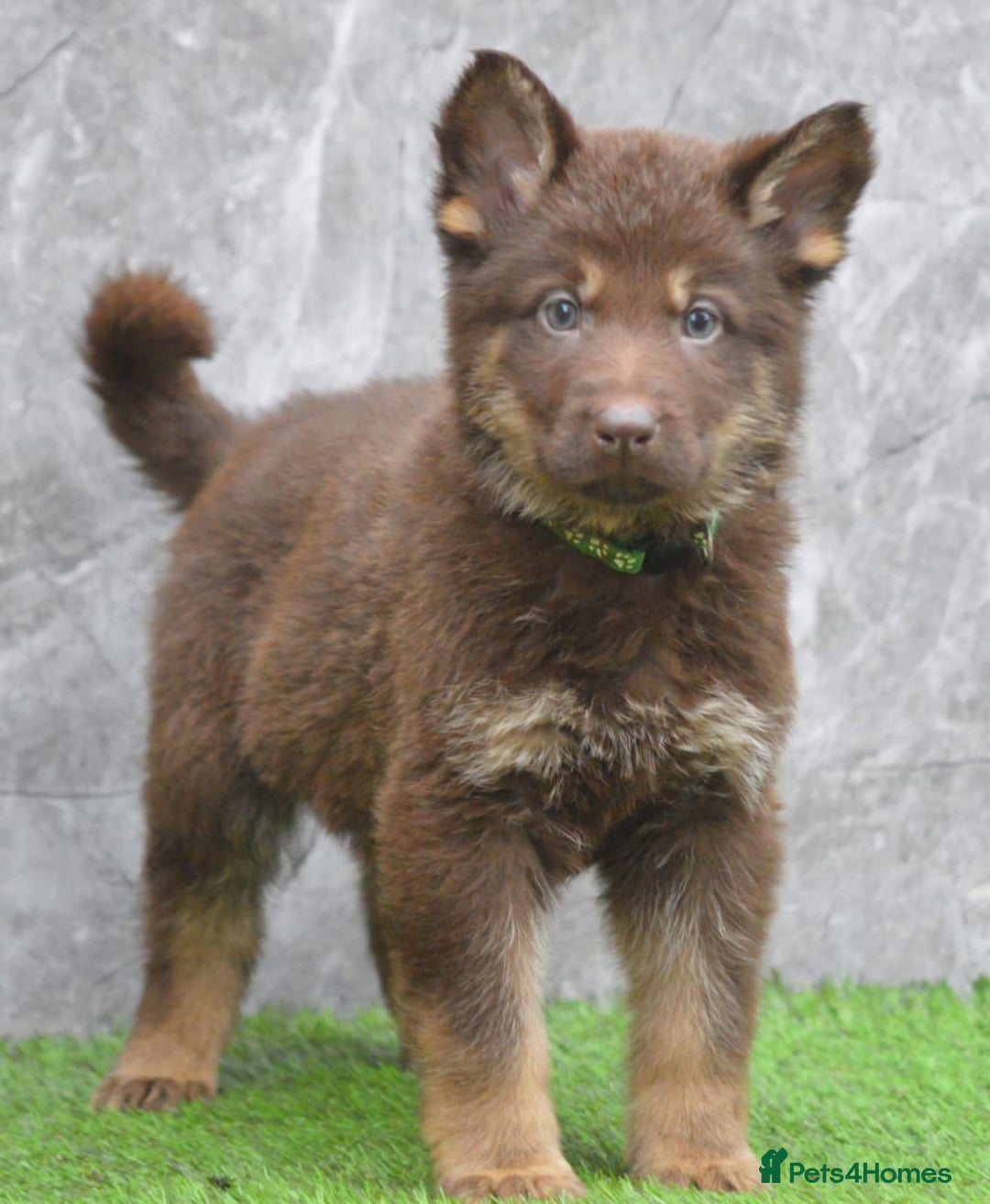 German Shepherd dogs for sale: KC Registered Working Line German Shepherd Puppies - Advert 15