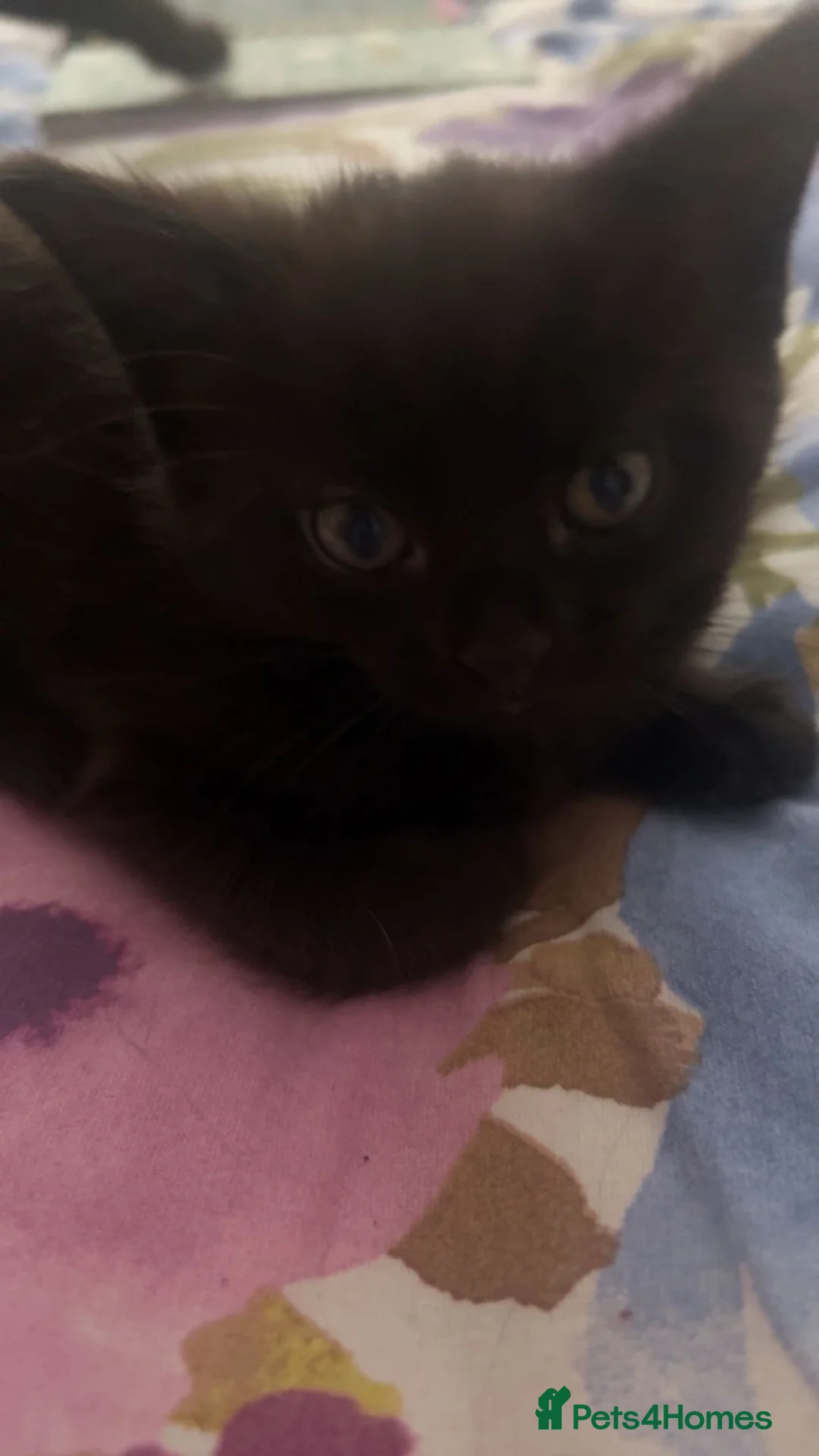 British Shorthair cats for sale: Black male for sale  - Advert 2