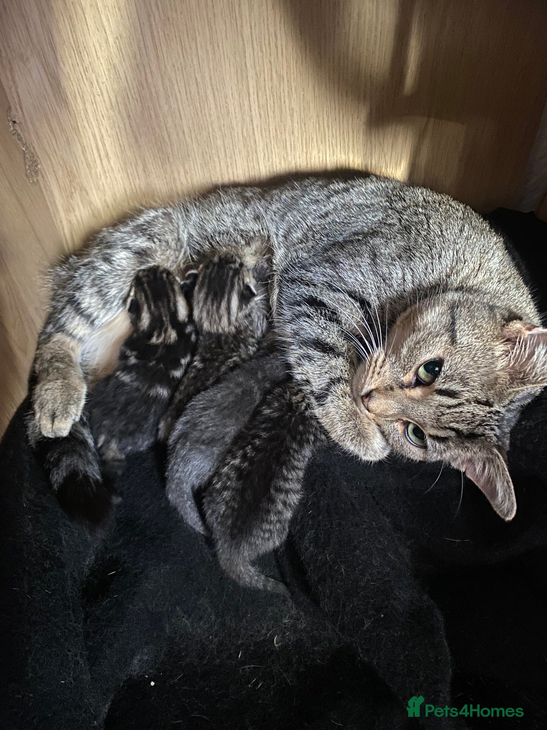 Mixed Breed cats for sale: Beautifull playfull  kittens  - Image 5