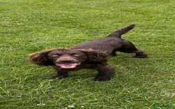 Cocker Spaniel dogs for stud: Gorgeous Chocolate Cocker for stud in Chichester - Image 13
