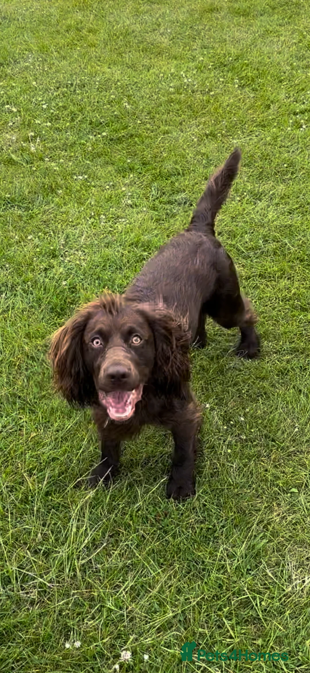 Cocker Spaniel dogs for stud: Gorgeous Chocolate Cocker for stud in Chichester - Advert 13