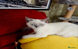 Scottish Fold cats for sale: 😻SF pedigree TICA 😸 BOTH for £1000😸 - Image 9