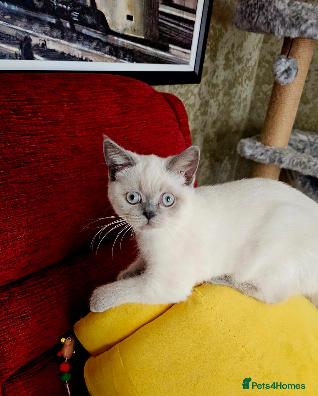 Scottish Fold cats for sale: 😻SF pedigree TICA 😸 BOTH for £1000😸 - Image 9