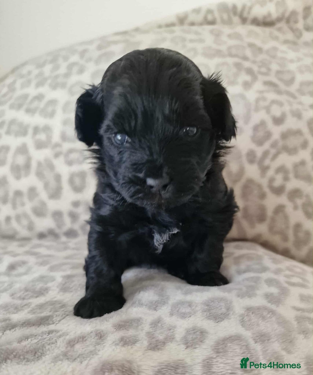 Toy Poodle dogs for sale: Mikipoos  - Image 2