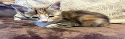 Maine Coon cats for sale: Maine coon x Scottish fold - Advert 11