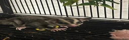 Sugar Glider rodents for sale: 2 baby sugar gliders with cage & toys  - Advert 6