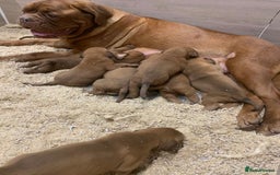 Dogue De Bordeaux dogs for sale: High quality Dogue de Bordeaux - Image 2