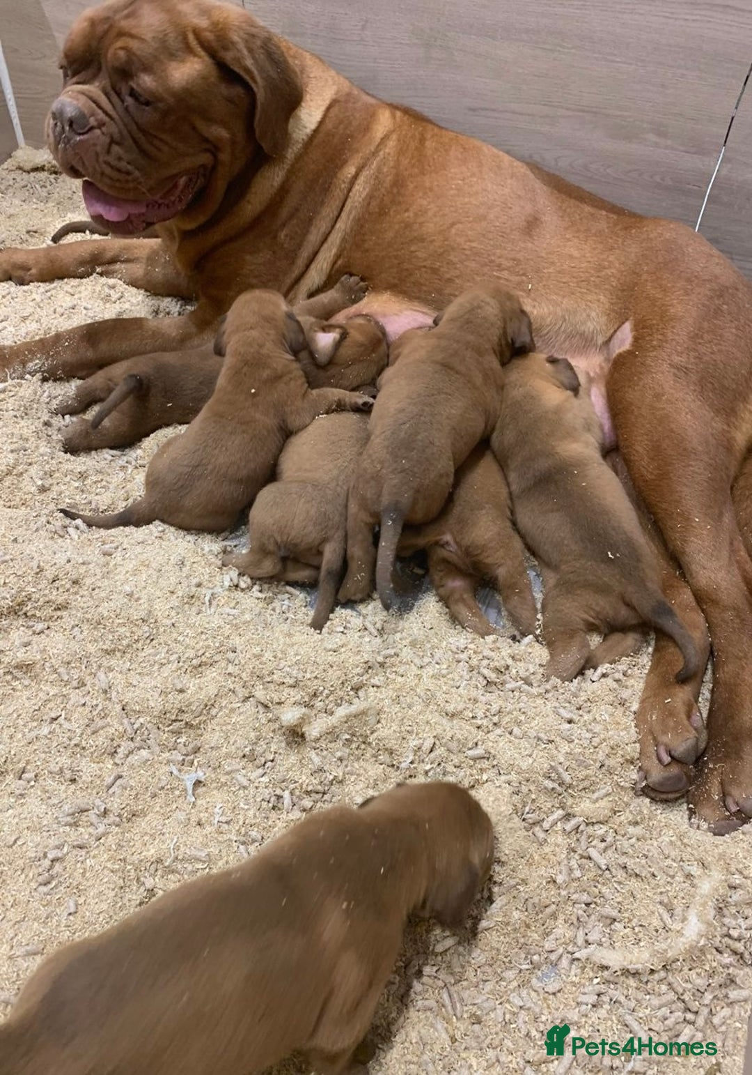 Dogue De Bordeaux dogs for sale: High quality Dogue de Bordeaux - Image 2