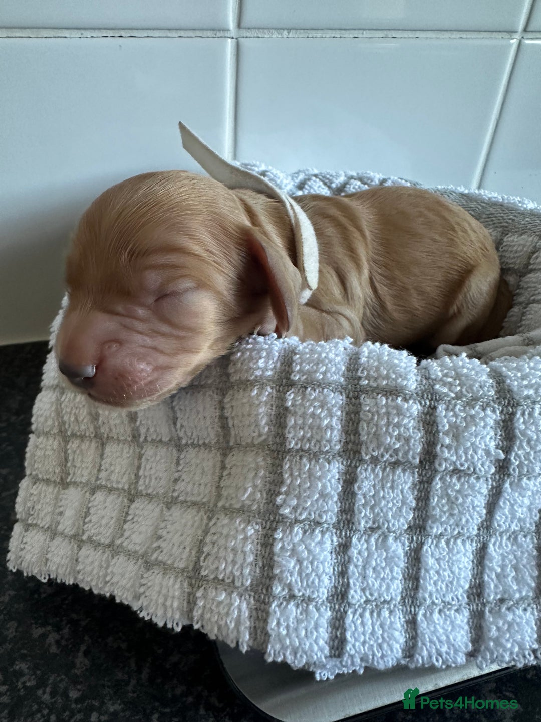 Cockapoo dogs for sale: Red & Apricot Cockapoo puppies  - Advert 26