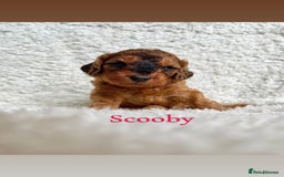 Cockapoo dogs for sale: F2B Red Cockapoos **BOTH PARENTS DNA CLEAR** - Image 26