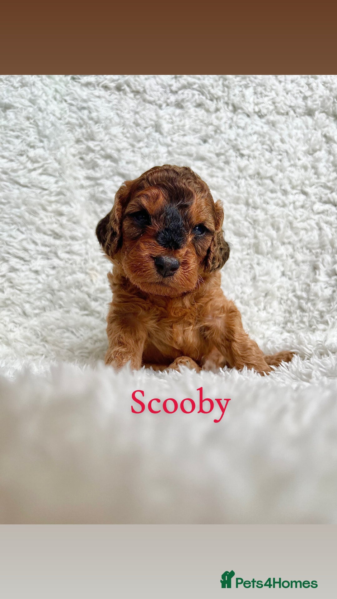 Cockapoo dogs for sale: F2B Red Cockapoos **BOTH PARENTS DNA CLEAR** - Image 26