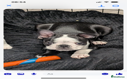 Boston Terrier dogs for sale: Boston Terrier pup for sale Dundee - Image 1