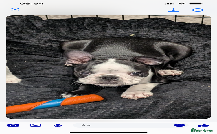 Boston Terrier dogs - Advert 1