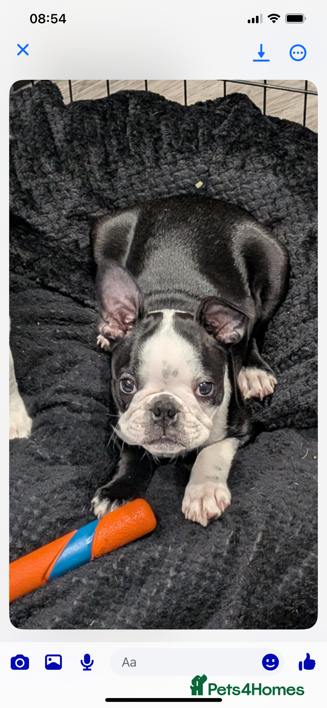 Boston Terrier dogs for sale: Boston Terrier pup for sale Dundee - Image 1