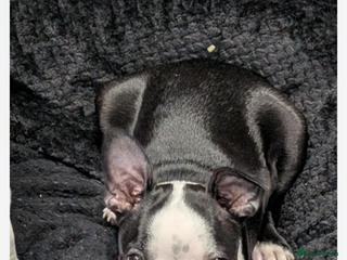 Boston Terrier dogs - Advert 12