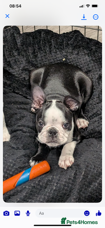 Boston Terrier dogs - Advert 6