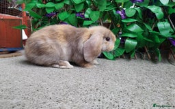 Mini Lop rabbits for sale: Pure mini lop  - Image 6