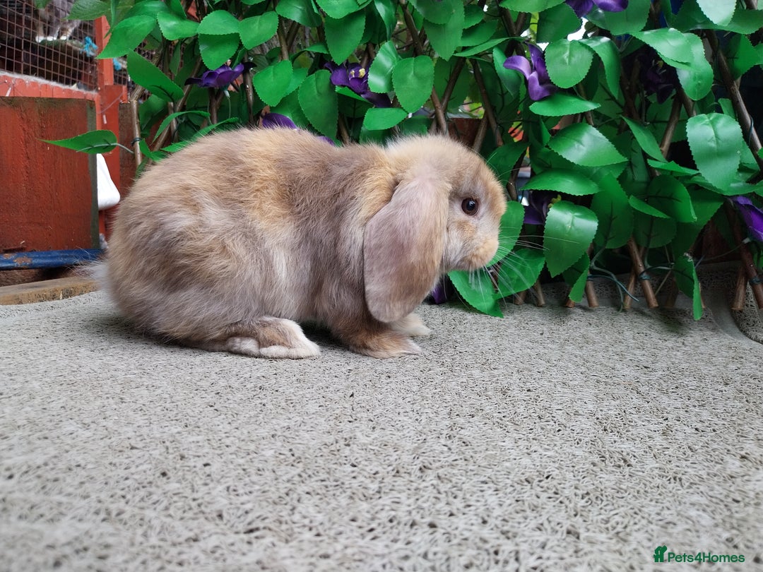 Mini Lop rabbits for sale: Pure mini lop  - Image 6